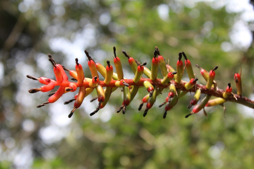 38-Flowers in the Botanical Garden.jpg - Flowers in the Botanical Garden